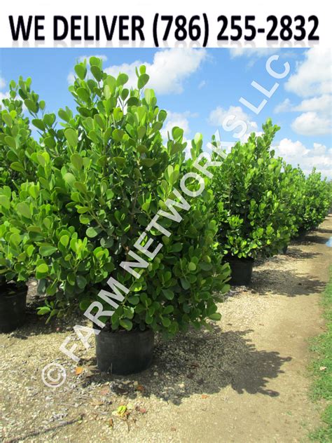 Clusia Hedge Plants - Miami - Broward - Palm Beach | Clusia, Florida ...