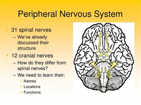 PPT - Peripheral Nervous System PowerPoint Presentation, free download ...