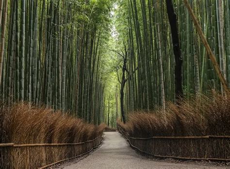 Sagano Bamboo Forest In Kyoto, Japan