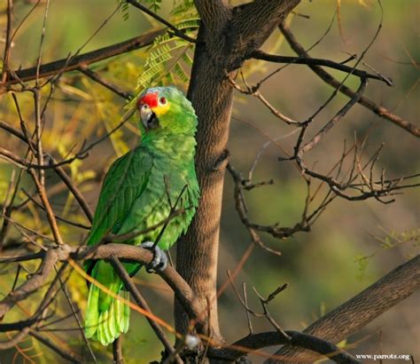 Parrot Encyclopedia | Red-lored Amazon | World Parrot Trust