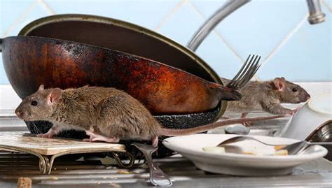 Rat Infestation: Signs Of Rats & Prevention | 24H Pest Pros