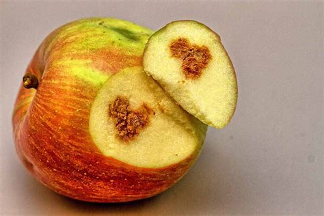 fruit damage caused by brown marmorated stink bug - Entomology Today