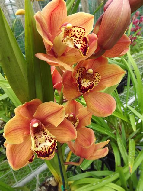 My Orchids Journal: Cymbidium Orchid - Death Wish "Saratoga"