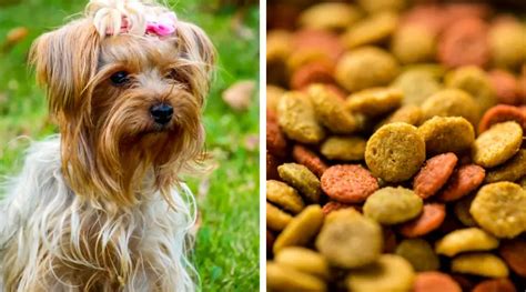 The Best Dog Food for Yorkies (Review) in 2022 - The Great Pets