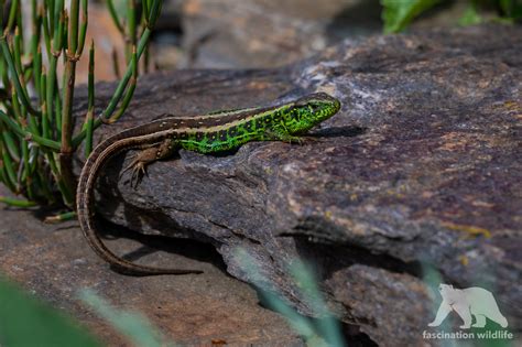 Sand lizard - Fascination Wildlife