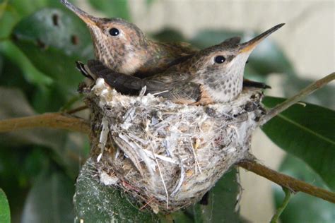 Guide to Attracting Hummingbird Nests - World Birds