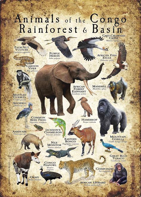 Animals of the Congo Rainforest and Basin Poster print