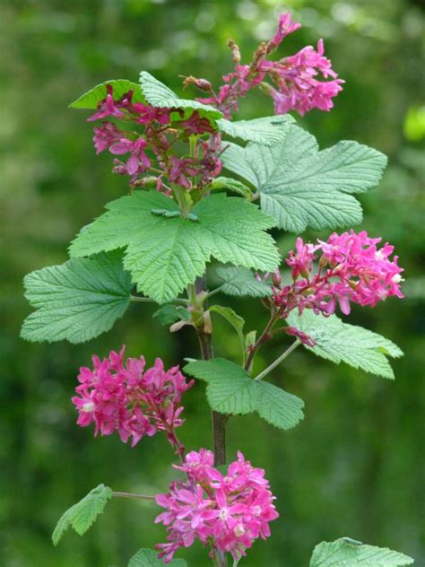 Red Flowering Currant - Fresh Roots