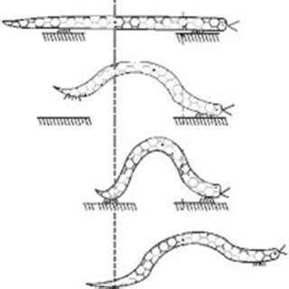 Worms motion steps (Ghanbari and Noorani 2011) | Download Scientific ...