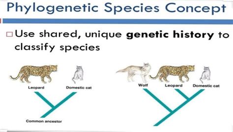 SPECIES CONCEPTS (DIFFERENT SPECIES CONCEPTS) | ZOOLOGYTALKS | 2024