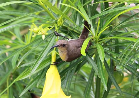 The Purple sunbird (female)