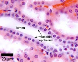 Epithelial Tissue Under Microscope