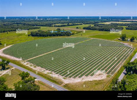 Aerial view of tobacco field in Northern Florida Stock Photo - Alamy