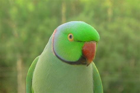 Indian Ringneck Parrot - Aviculture Hub