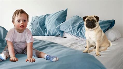 Do Pugs Have Down Syndrome? - Pug Friend