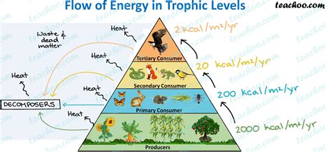 Trophic Level - Definition, Examples, Energy Transfer - Teachoo