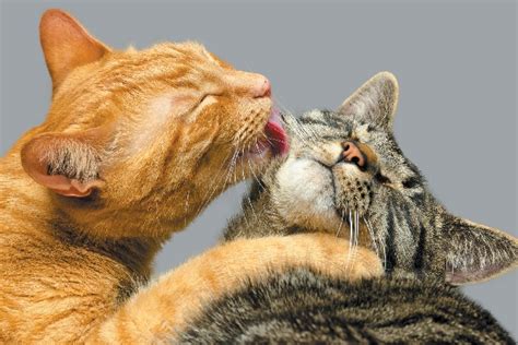 Why Do Cats Groom Each Other? - Catster