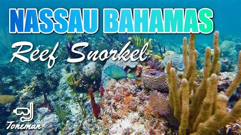 Stunning Reef Snorkel in Nassau Bahamas | UNDER THE SEA!! - YouTube