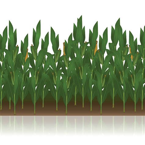 Corn Field Illustrations, Royalty-Free Vector Graphics & Clip Art - iStock