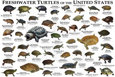 Freshwater Turtles of the United States Art Print / Field Guide - Etsy ...