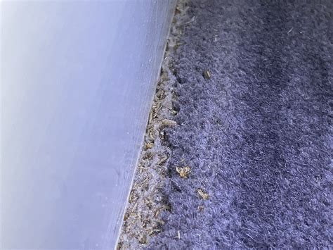 Signs of carpet beetles - little bugs can do a lot of damage