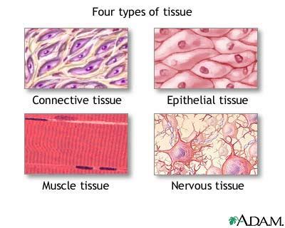 Tissue types: MedlinePlus Medical Encyclopedia Image