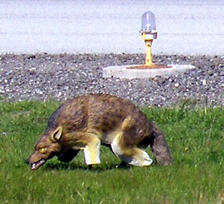 3D Coyote Decoy by Bird-X : BirdXCanada - Detailed Specification Page