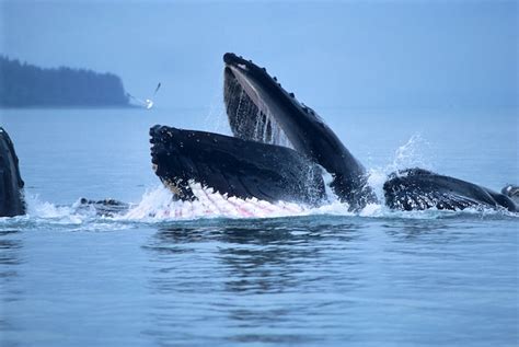 Humpback Whale Breeding