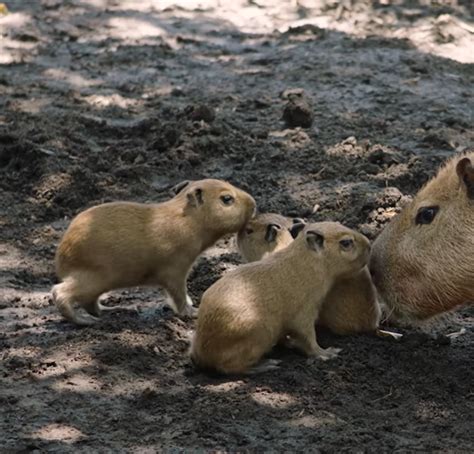 Adorable capybara babies just born at California zoo. Watch as they ...