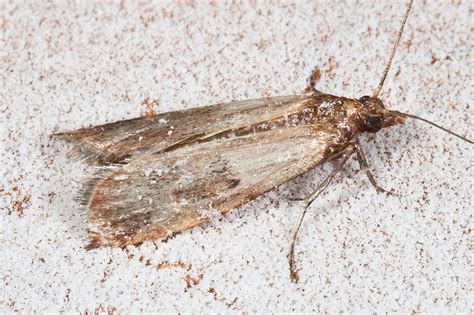 How to Get Rid of Pantry Moths | The Old Farmer's Almanac