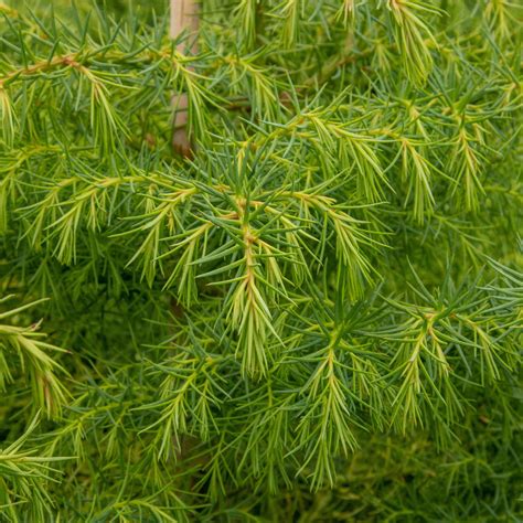 Cryptomeria japonica Elegans Aurea - Japanese Cedar – Mail Order Trees