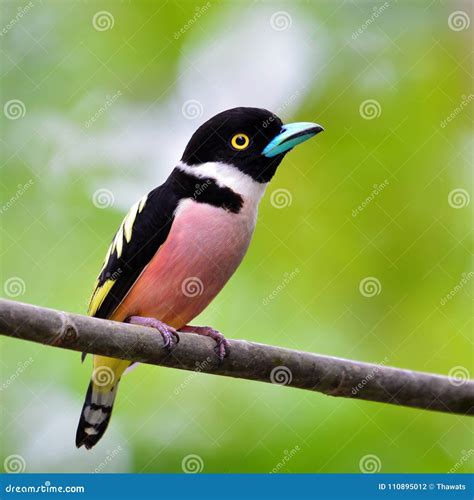 Black-and-Yellow Broadbill Bird Stock Photo - Image of broadbill, bird ...