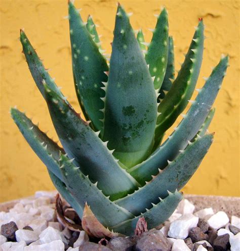 Types of Aloe Vera Plants Pictures ~ Unique Wallpapers