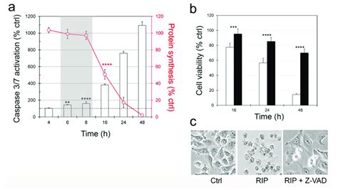 Involvement of caspase-dependent apoptosis. (a) Caspase 3/7 activation ...