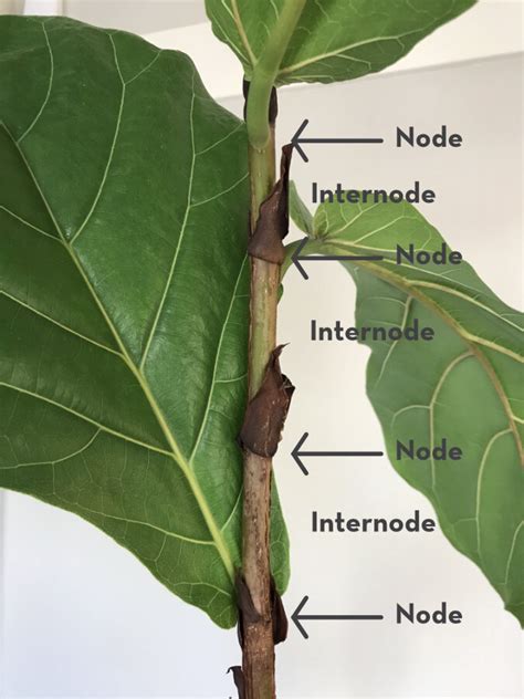 How to propagate & root fiddle leaf figs - 3 methods reviewed ...