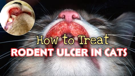 HOW TO TREAT RODENT ULCER USING APPLE CIDER VINEGAR (singaw sa pusa) # ...