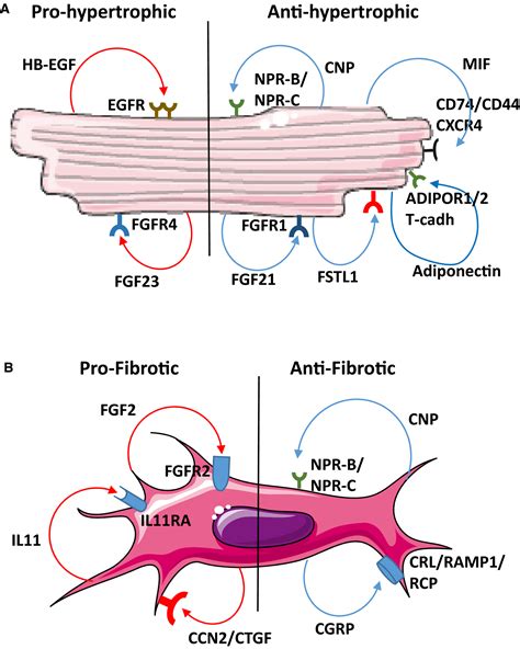 Autocrine Signaling in Cardiac Remodeling: A Rich Source of Therapeutic ...