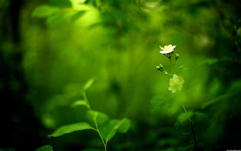 🔥 [120+] Green Flower Wallpapers | WallpaperSafari