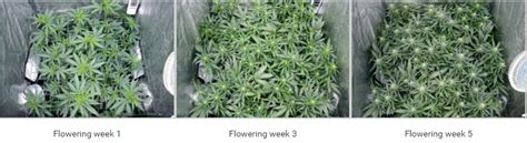 Scrogging For Beginners - The Weed Blog