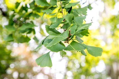 Growing Ginkgo Biloba in Your Yard