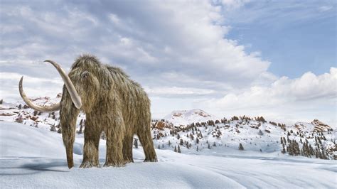 A New Company Wants To Resurrect The Woolly Mammoth Using DNA Splicing ...