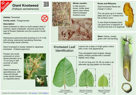 Japanese Knotweed Leaf Identification