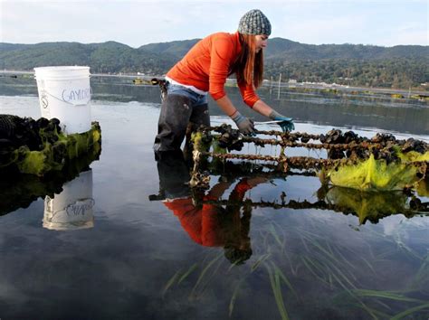 Shellfish farming rules to be discussed at Tomales Bay meeting