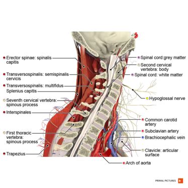 Cervical Radiculopathy - Physiopedia