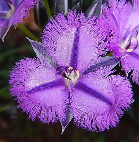 The winners of 2012 Photo Contest: Annual and Perennial Flowers ...