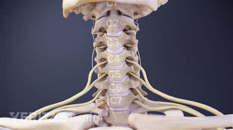 Cervical Spine Nerve Distribution