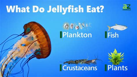 Jellyfish Predators: What Eats Jellyfish? - A-Z Animals