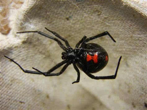 Black Widow Spider - Cliparts.co