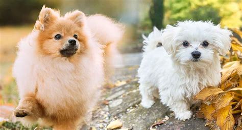 Pomeranian Toy Poodle Cross | Wow Blog