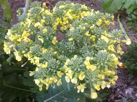 The Meditative Gardener: Broccoli in Bloom